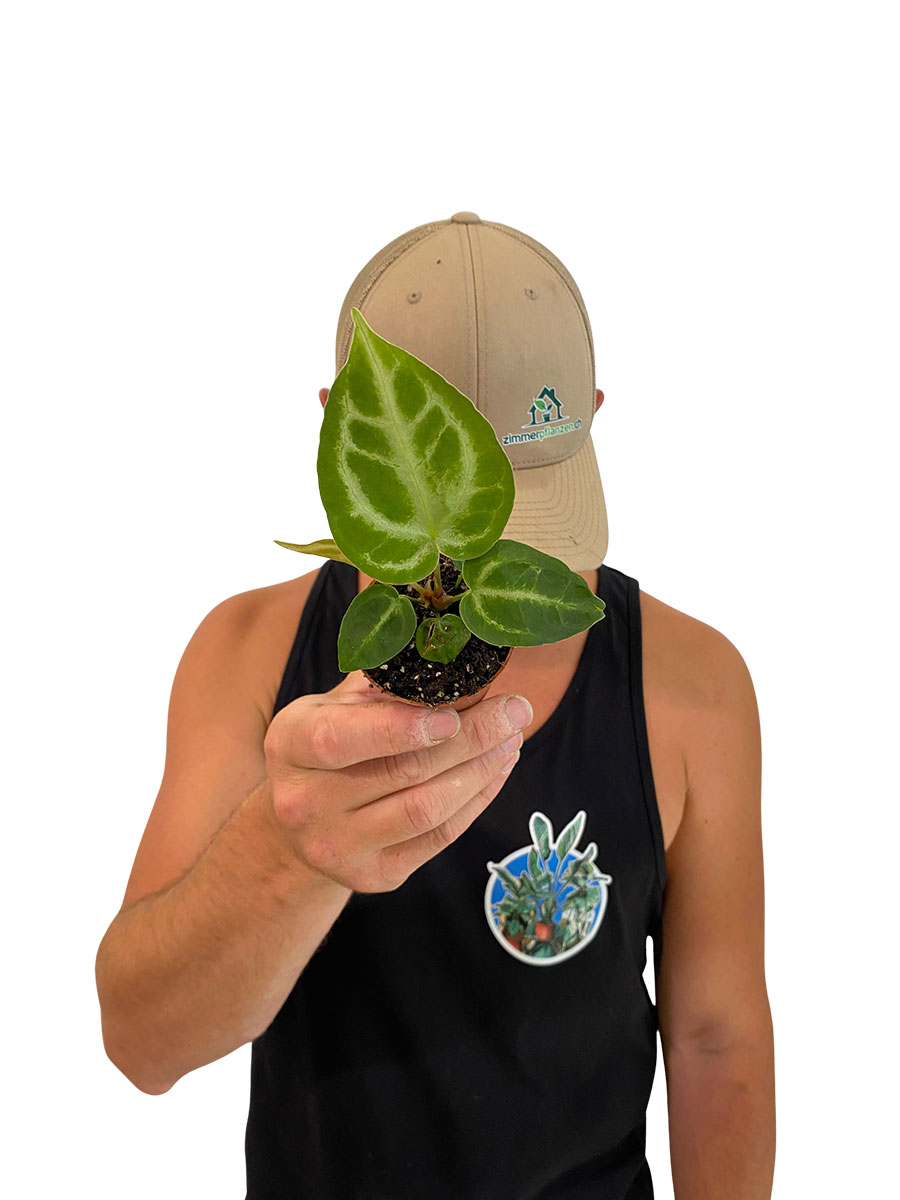 Baby Anthurium Silver Bush