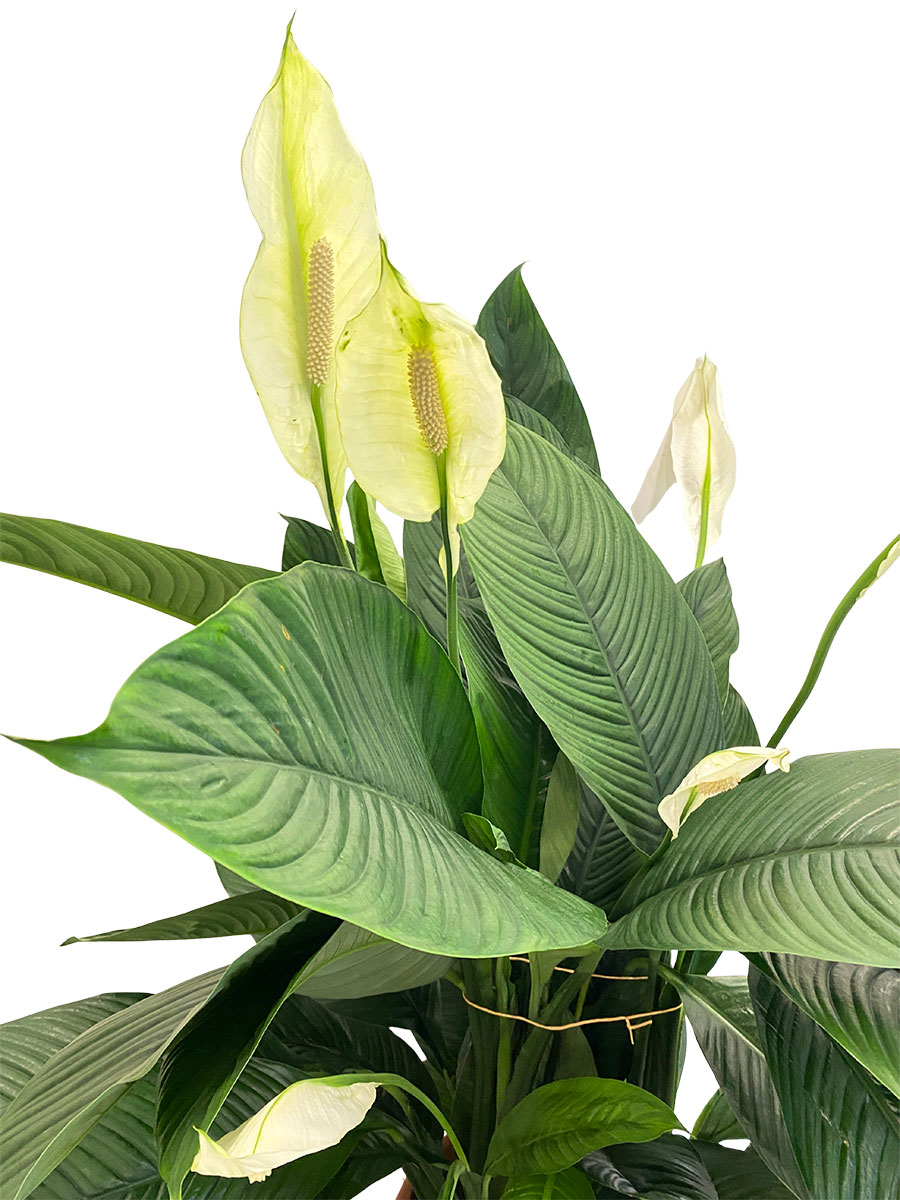 Spathiphyllum Sensation XXL