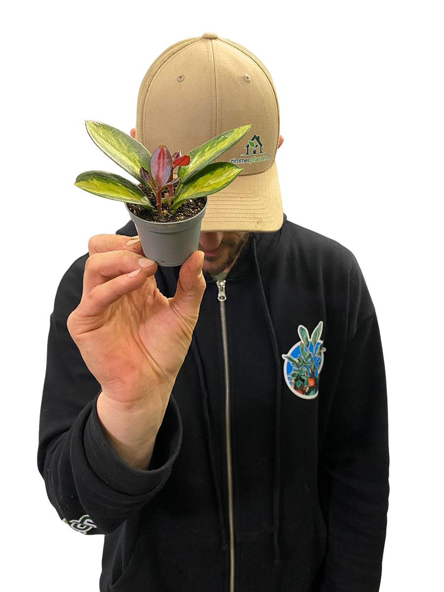 Hoya Australis Tricolor