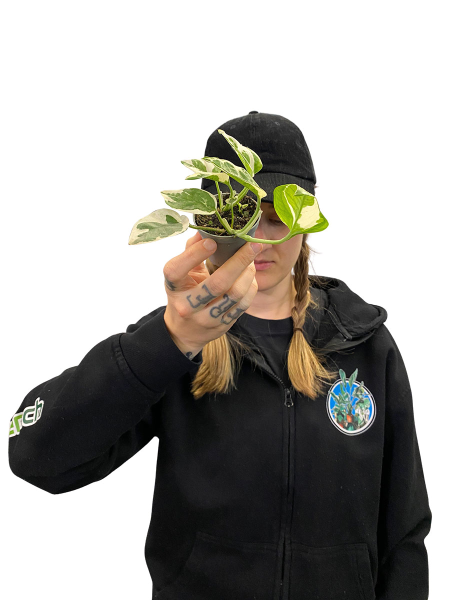 Baby Epipremnum Aureum N'joy