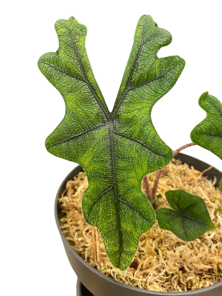 Alocasia Jacklyn