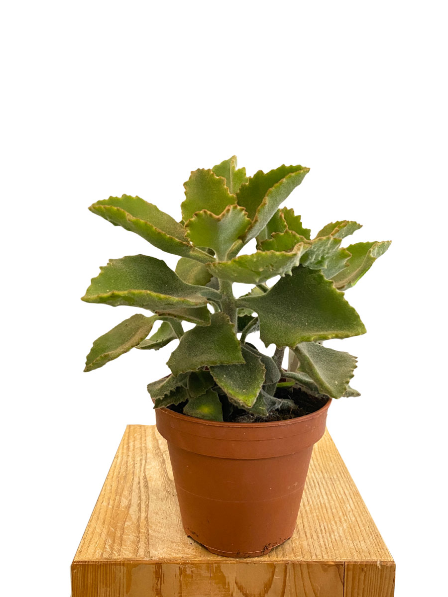Elefantenohr Kalanchoe