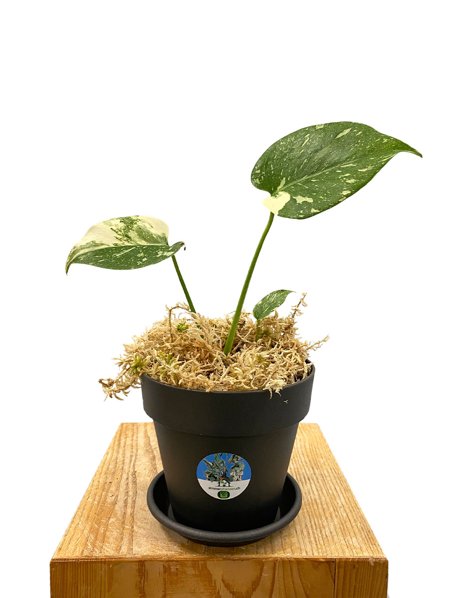 Monstera Thai Constellation