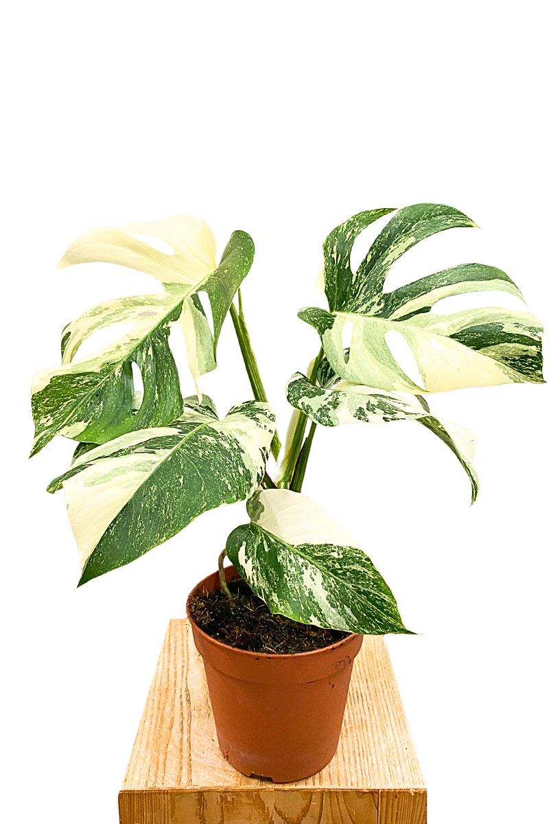 Monstera Variegata Super White