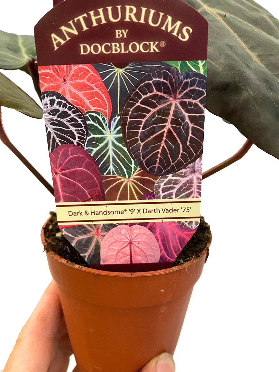 Anthurium DocBlock Dark & Handsome® 9 x Darth Vader® 75