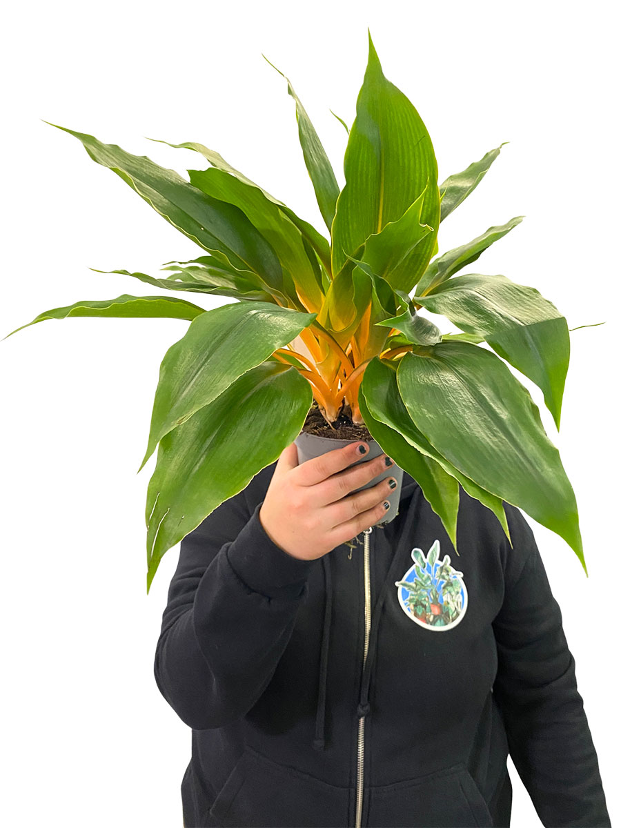 Chlorophytum Green Orange