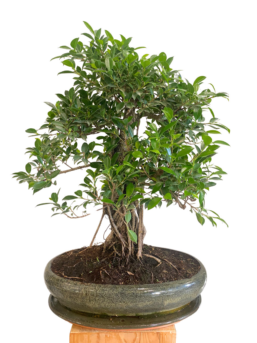 Bonsai - Chinesische Feige - Gross