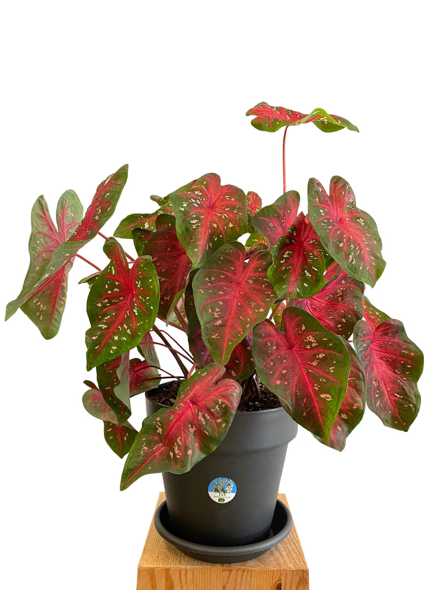 Caladium Fast Flash - Gross