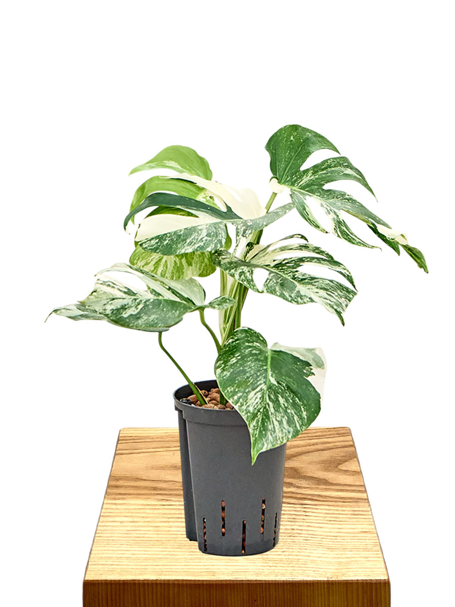 Hydro - Monstera Deliciosa Variegata