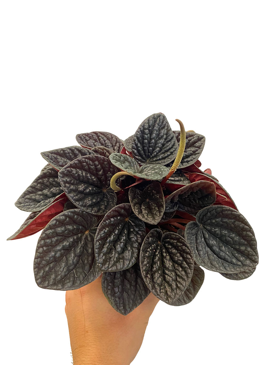 Peperomia Chocolat