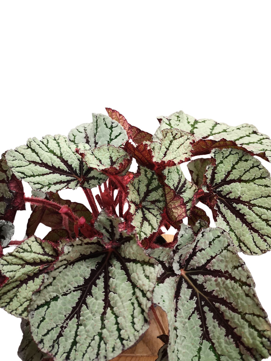 Begonia blad Magic Colours Fedor 