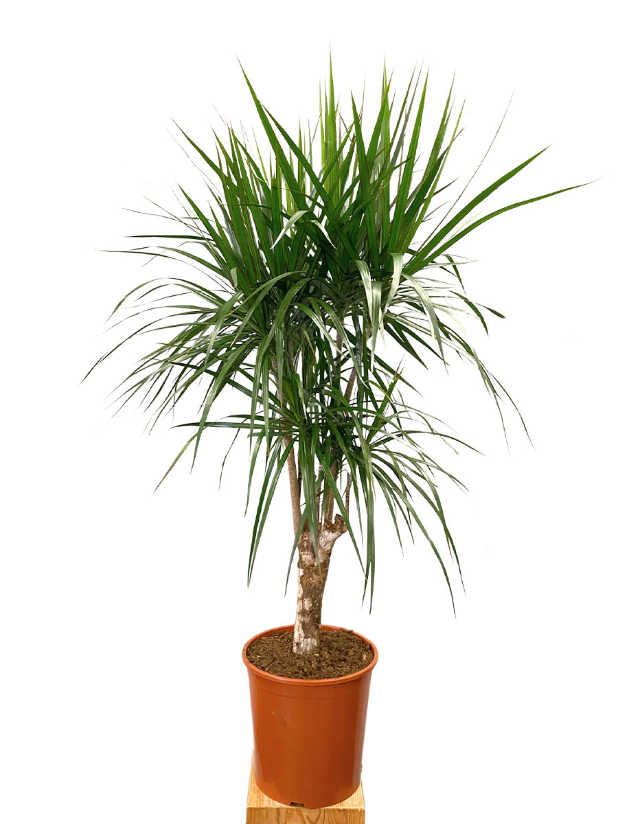 Dracaena Marginata Verzweigt