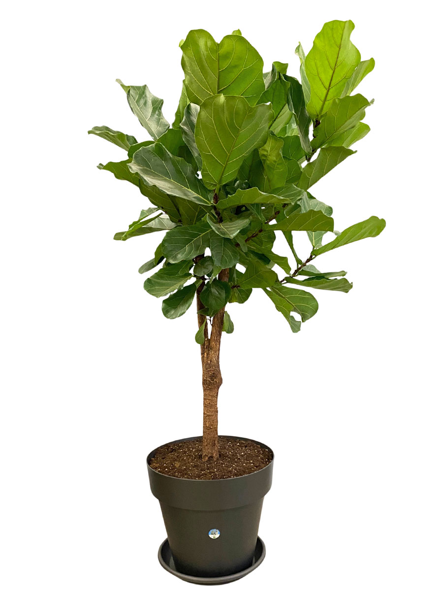 Geigenfeige Ficus lyrata Stamm Verzweigt - Gross
