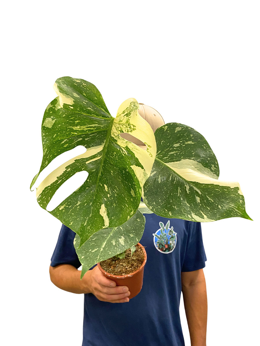 Monstera Deliciosa Variegata 30cm