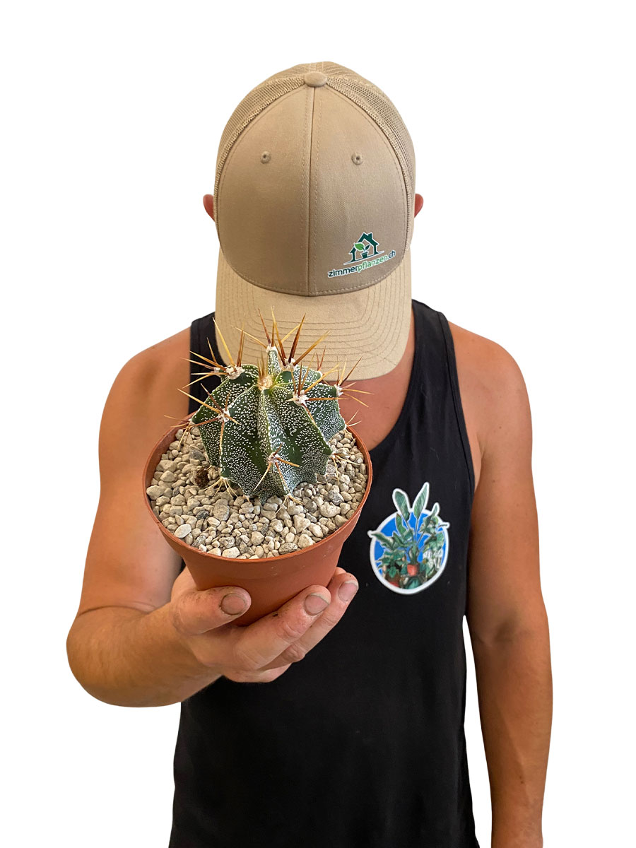 Astrophythum Myriostigma