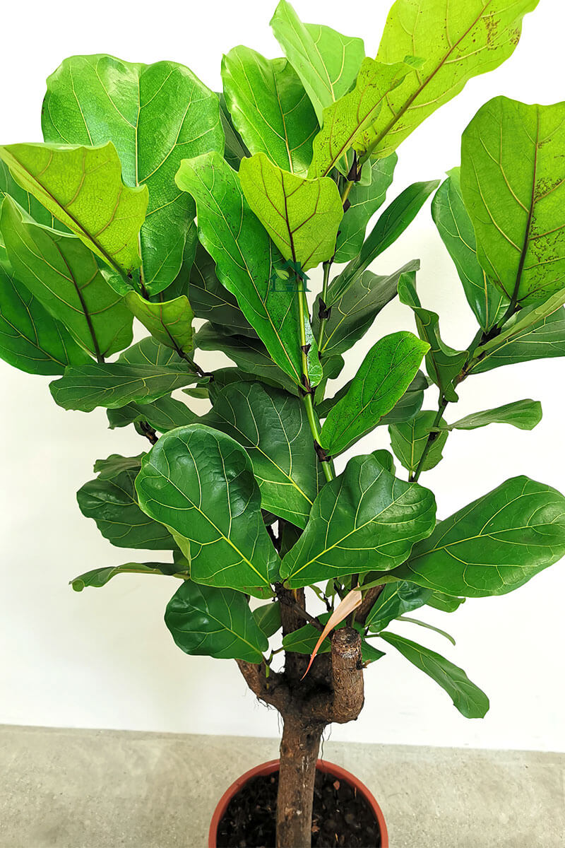 Geigenfeige Ficus lyrata verzweigt 140cm