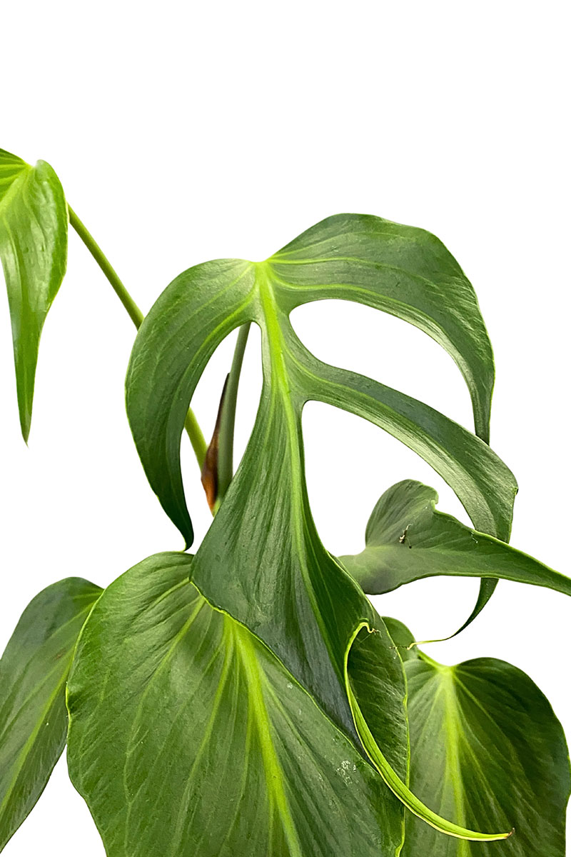 Monstera Burle Marx Flame