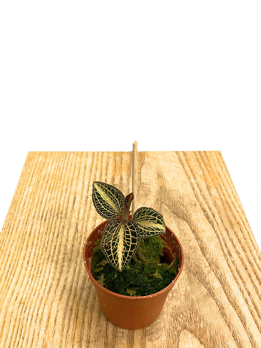 Juwelorchidee Macodes Pearl