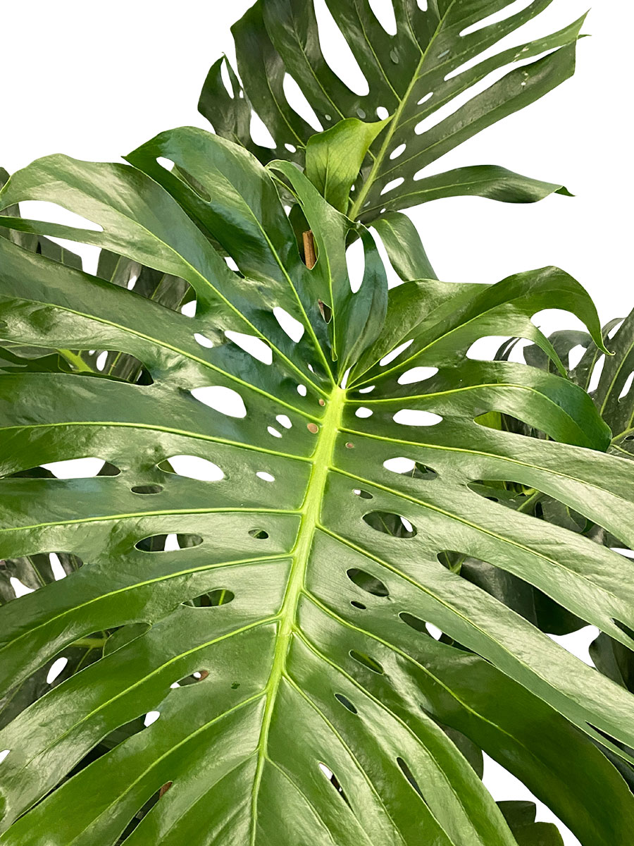 Monstera Deliciosa - Big Leaf