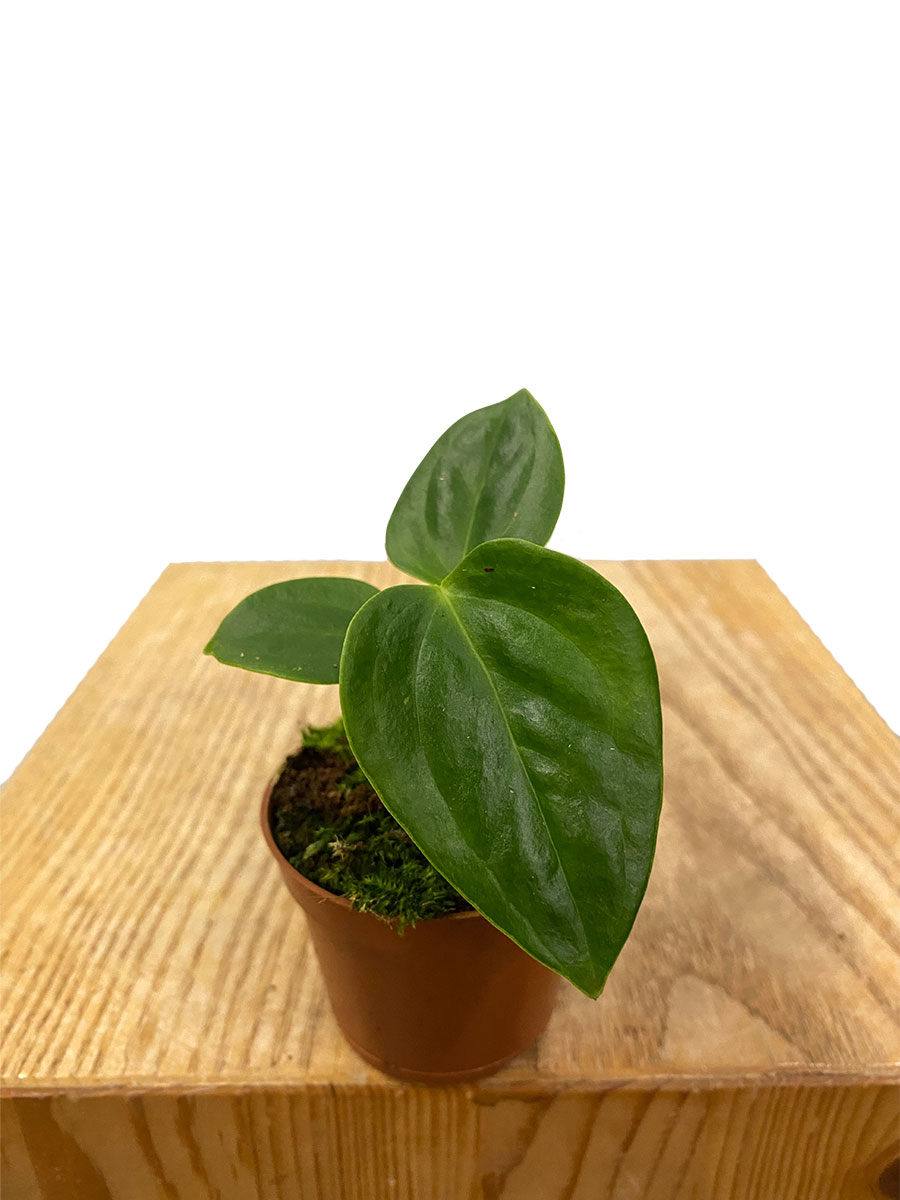 Baby Anthurium Veitchii Baby Anthurium Veitchii