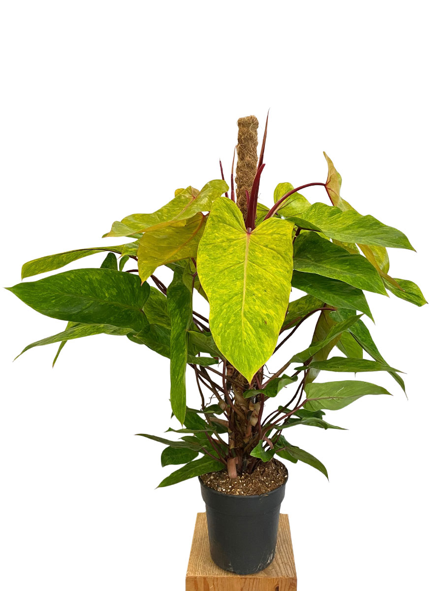 Philodendron Painted Lady XL