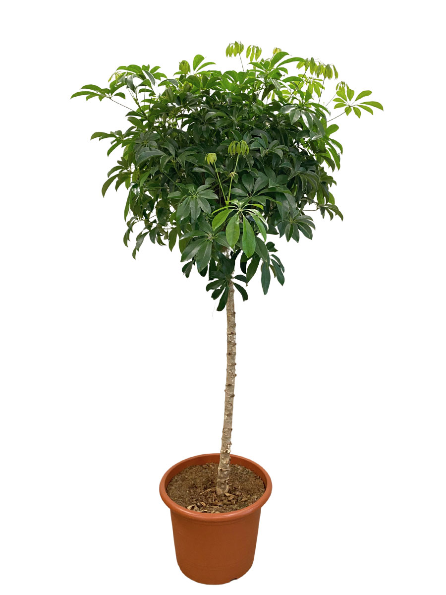 Schefflera Compacta Stamm - Gross
