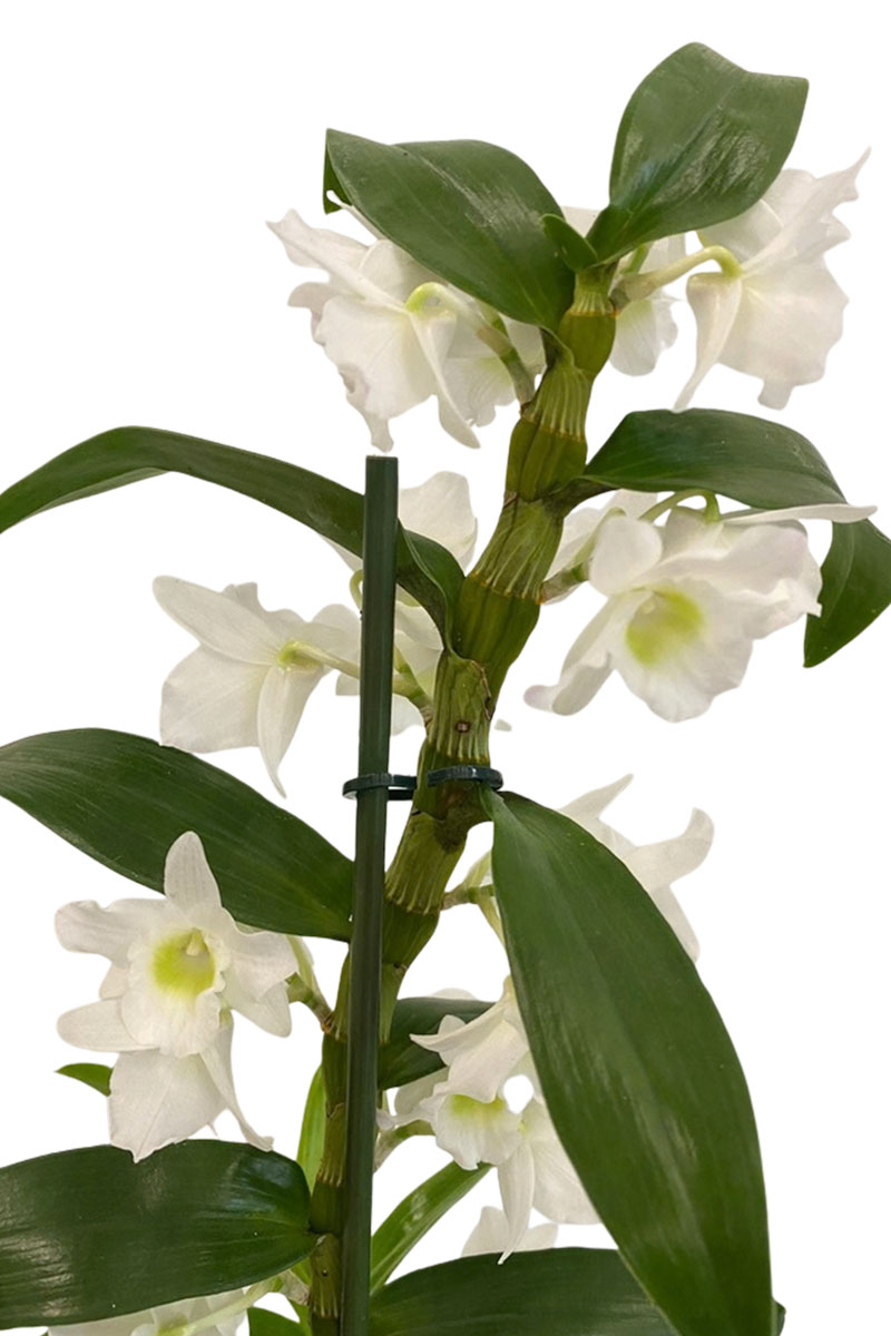 Dendrobium Nobile Star Class Apollon