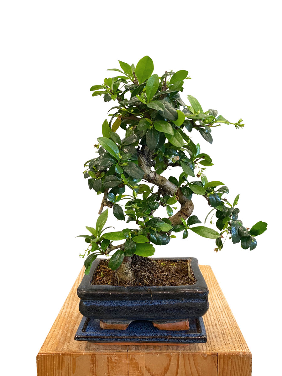 Bonsai Carmona Microphylla