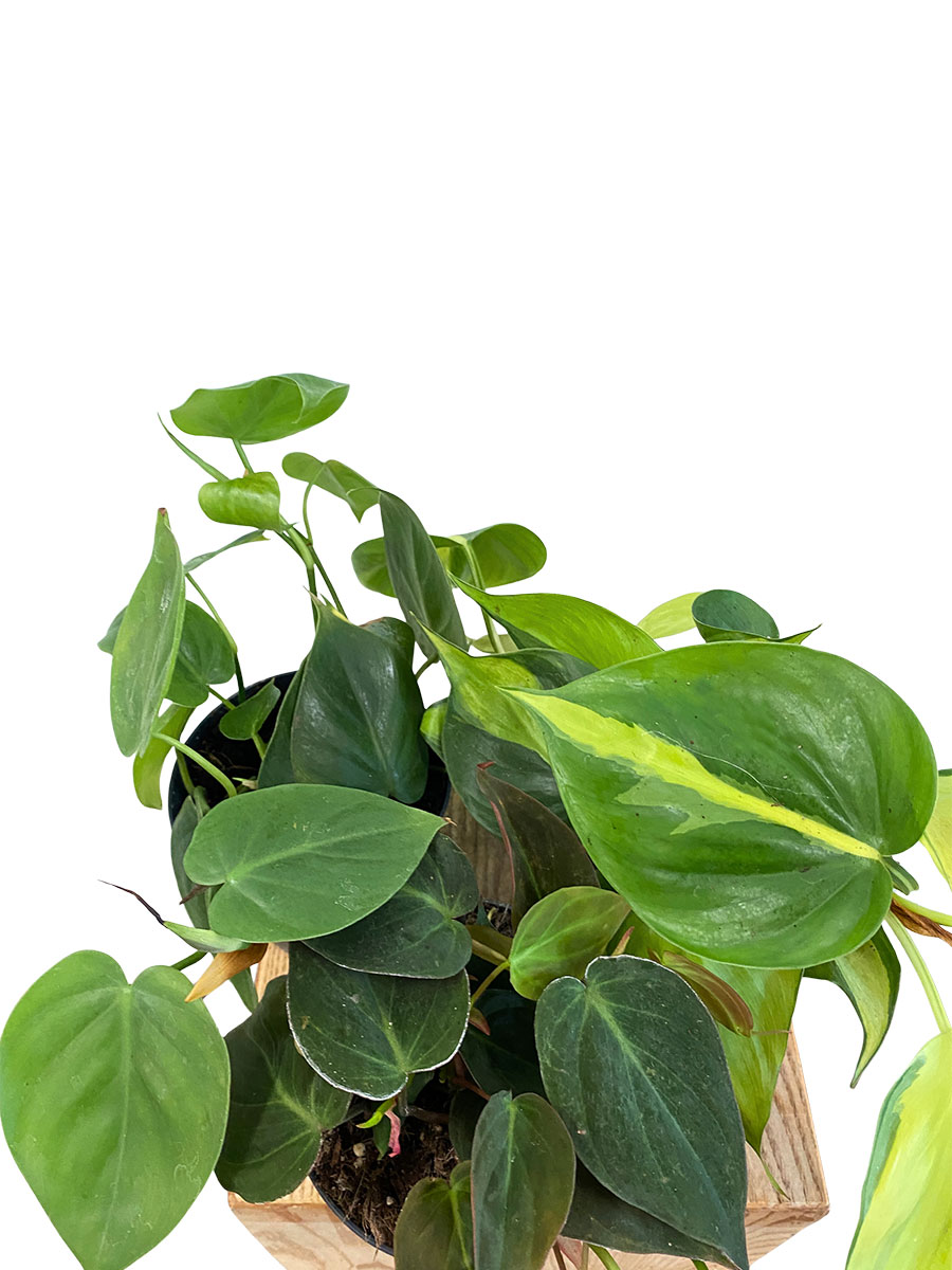Philodendron Trio