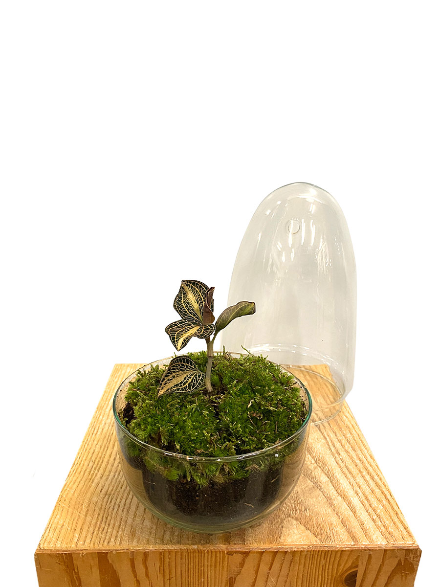 Juwelorchidee Pearl Premium Glas mit Haube