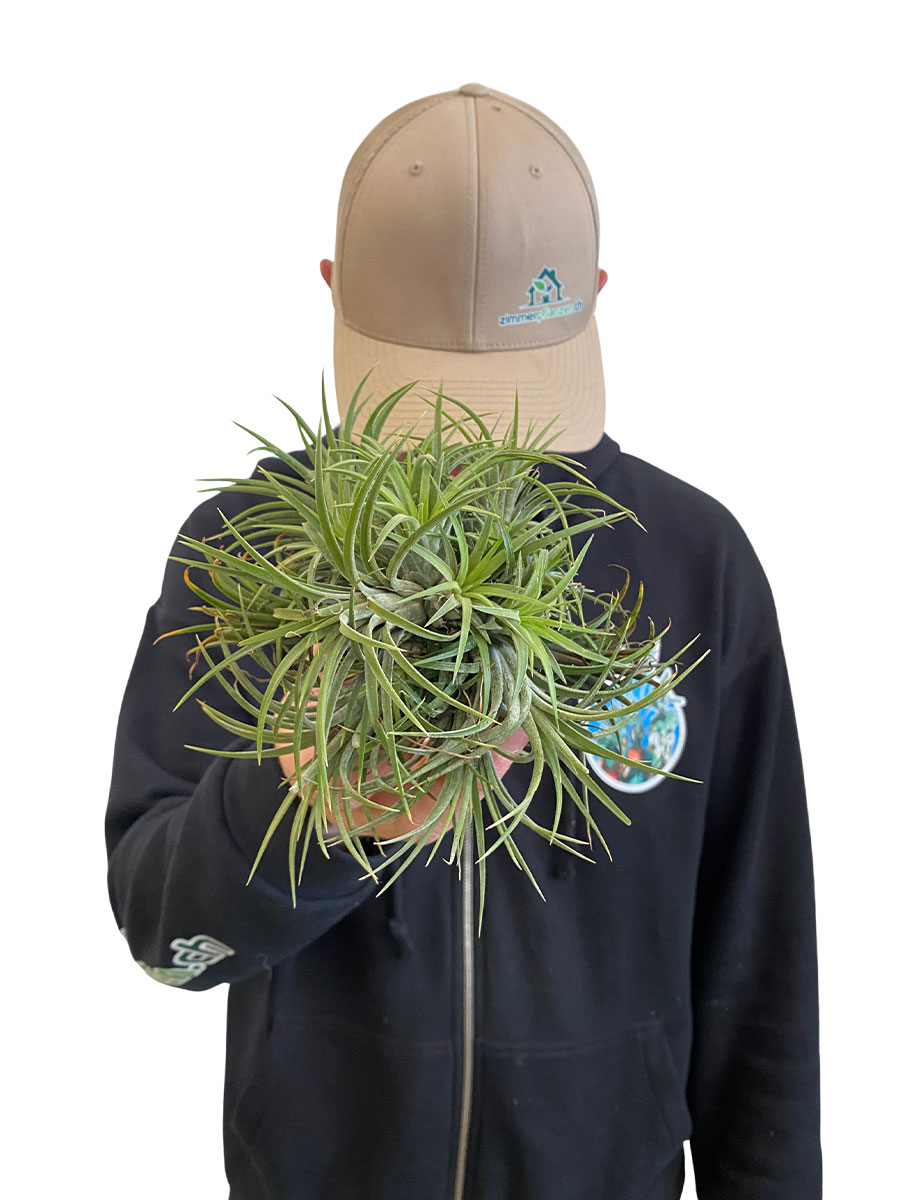 Tillandsia Ionantha Clumb