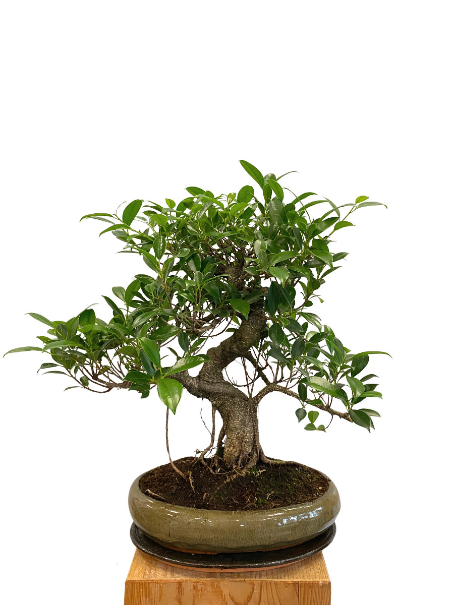 Bonsai - Ficus Retusa