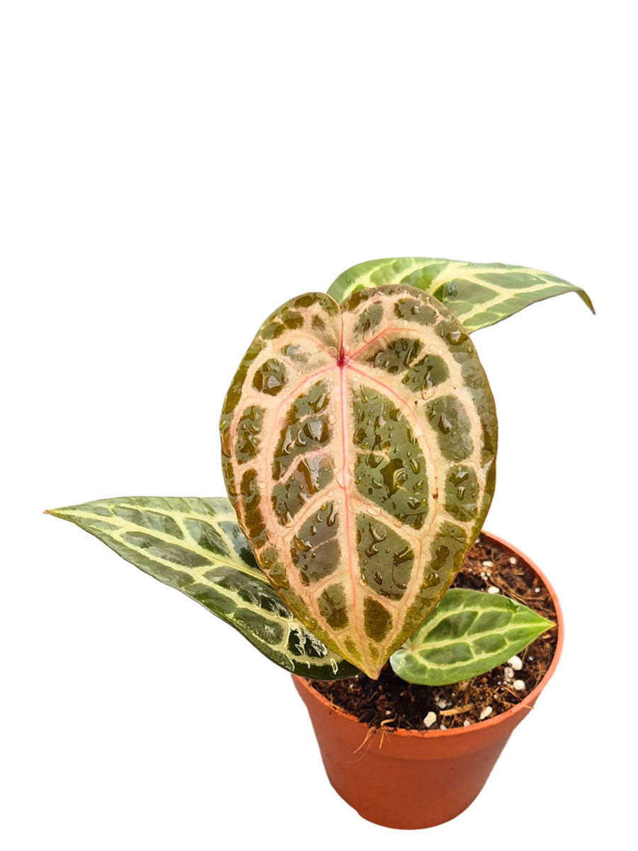 Anthurium DocBlock® Thor's Lightning × Home Sweet Home