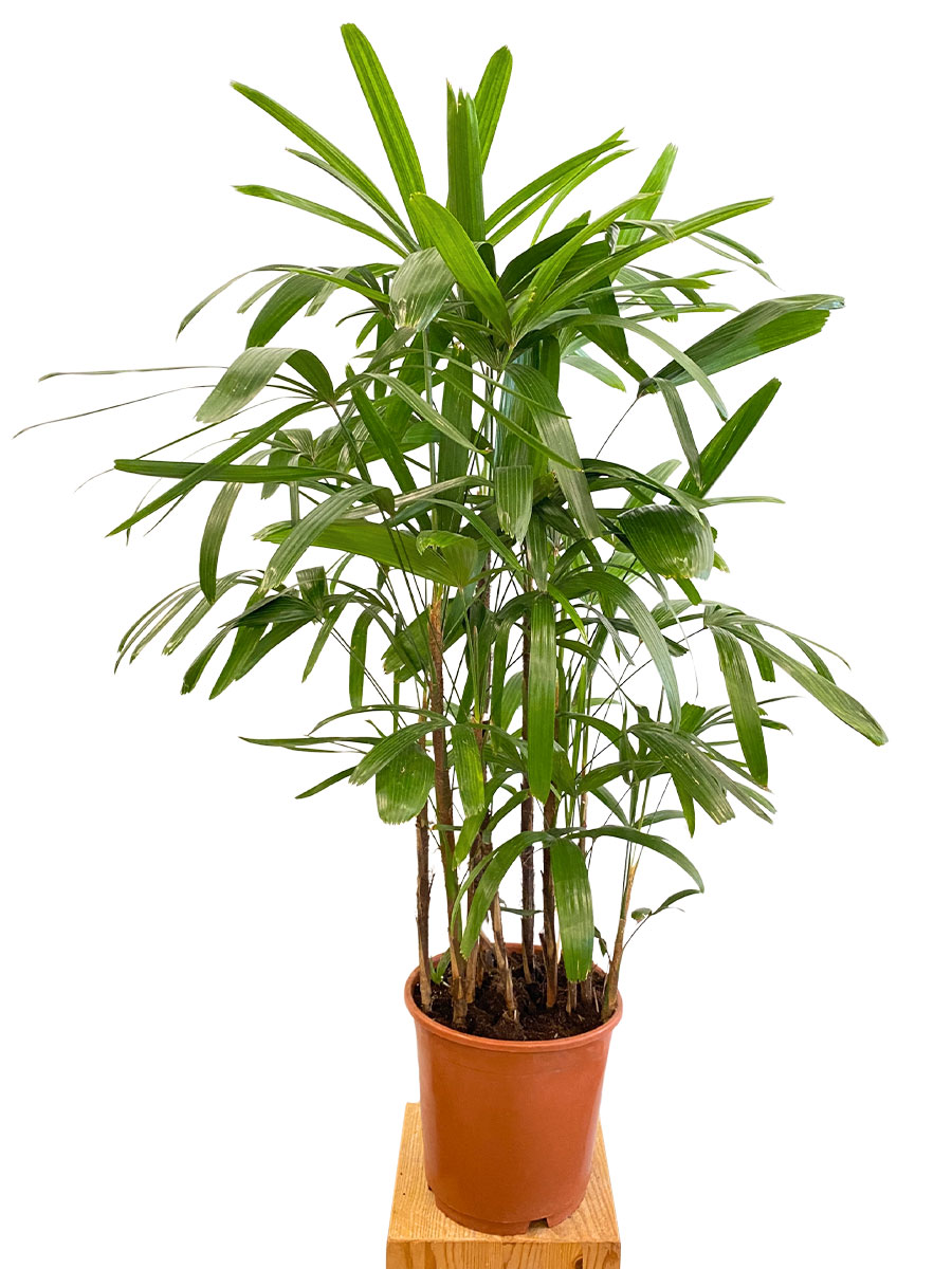 Steckenpalme Rhapis Excelsa
