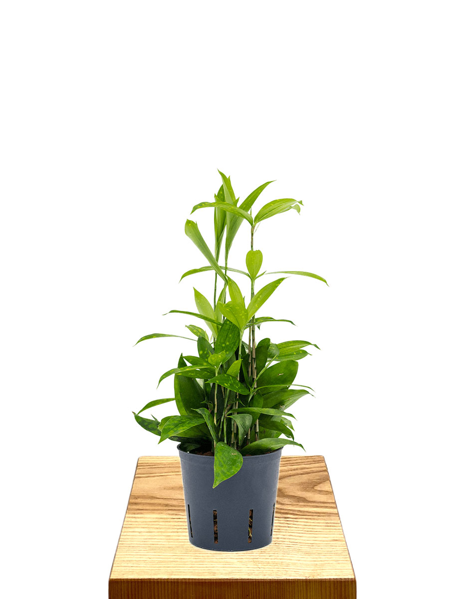 Hydro - Dracaena Surculosa