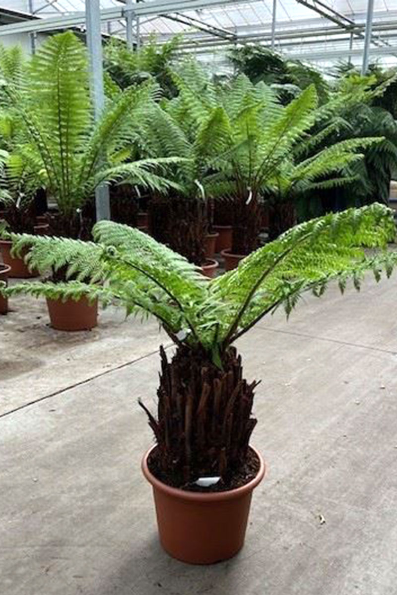 Baumfarn Dicksonia Antarctica