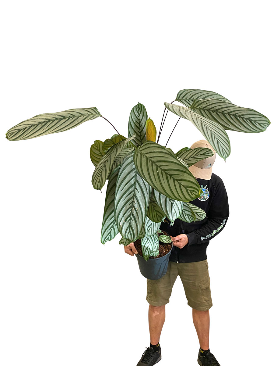 Calathea Oppenheimiana - Gross