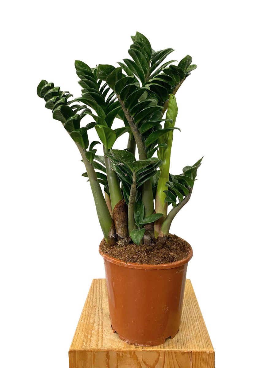 Zamioculcas Zenzi