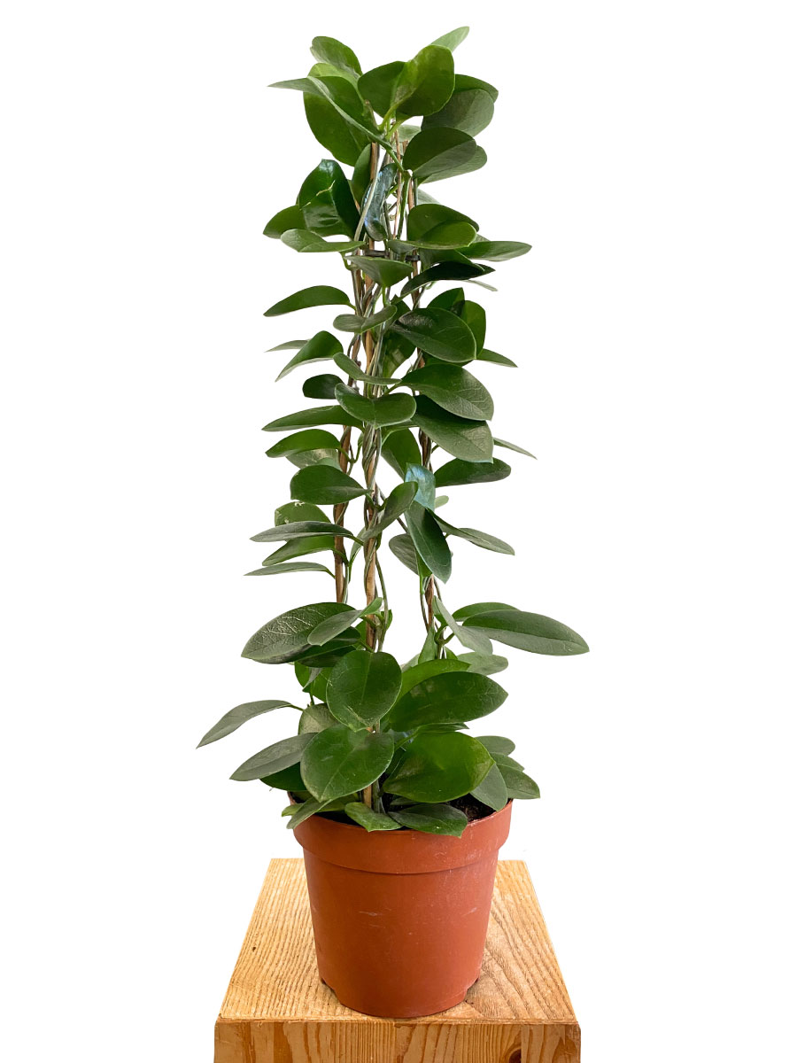 Hoya Australis Hoya Australis