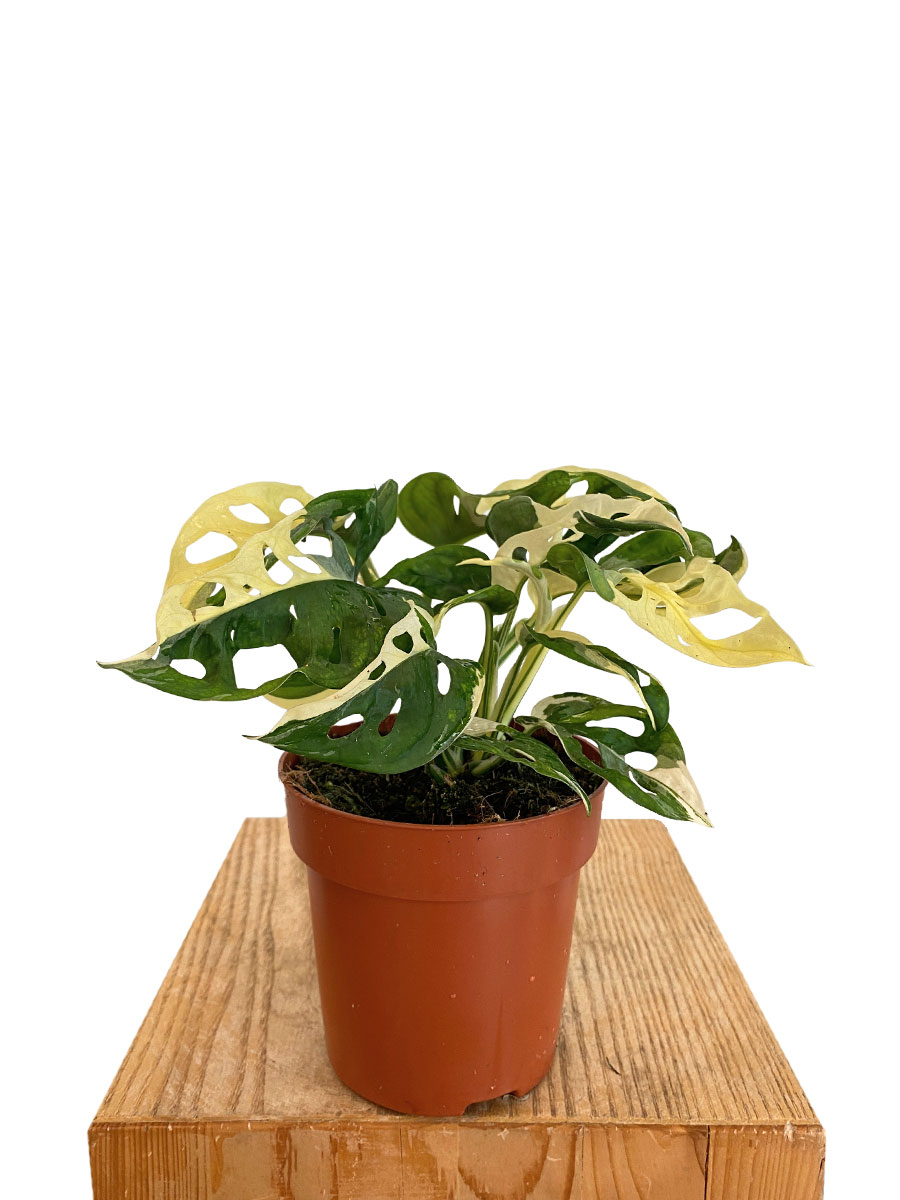 Baby Monstera Adansonii Variegata