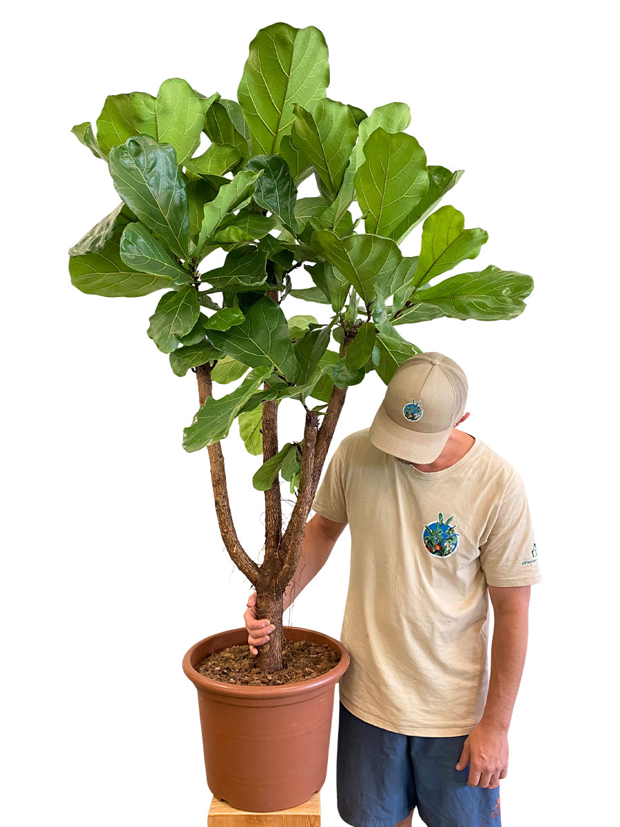 Geigenfeige Ficus lyrata verzweigt - Gross