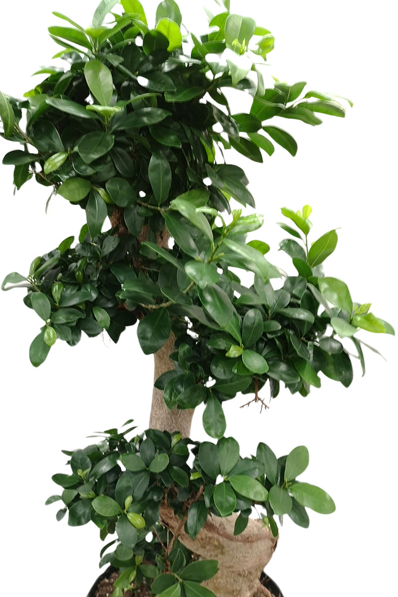 Ficus microcarpa Ginseng