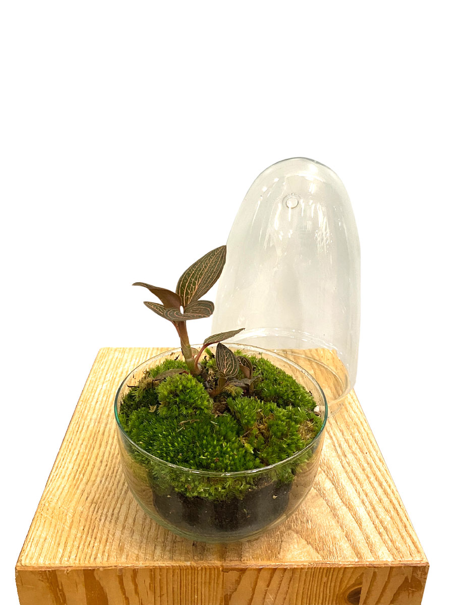 Juwelorchidee Ruby Premium Glas mit Haube