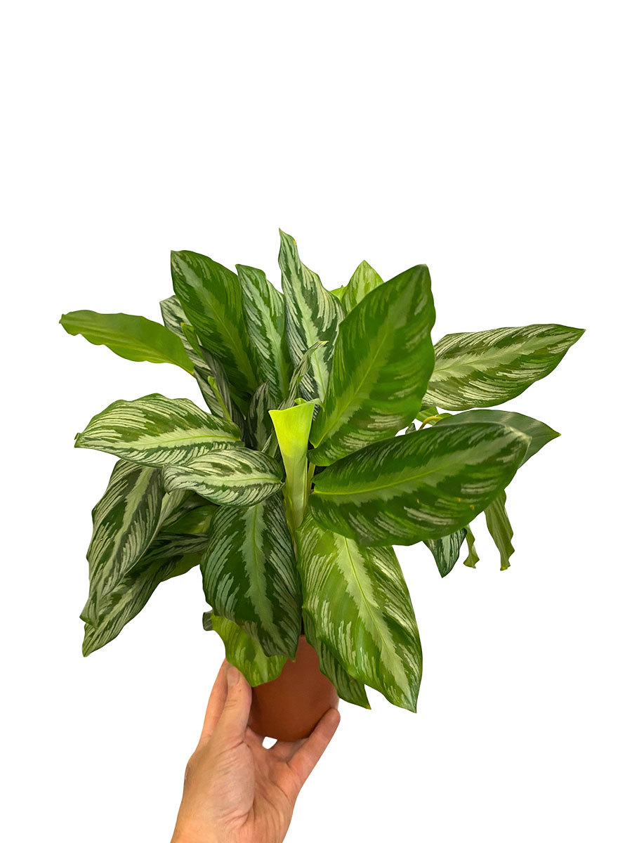 Calathea Silverstar