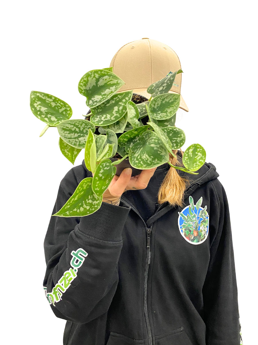 Scindapsus Pictus Argyraeus Scindapsus Pictus Argyraeus