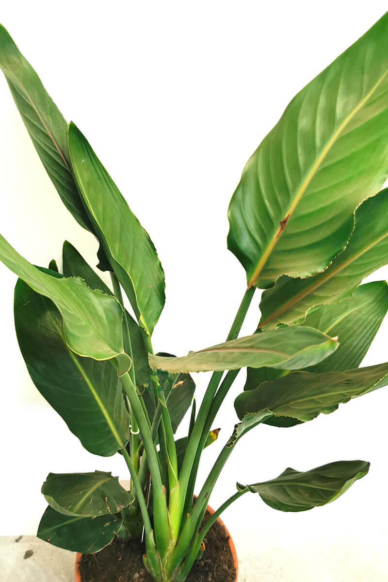 Strelitzia reginae Zimmerpflanzen online kaufen