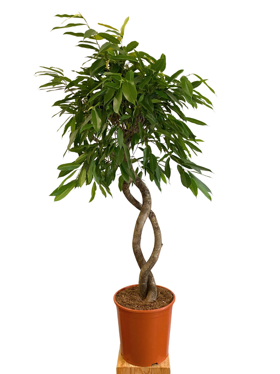 Ficus Amstel King Stamm Spirale