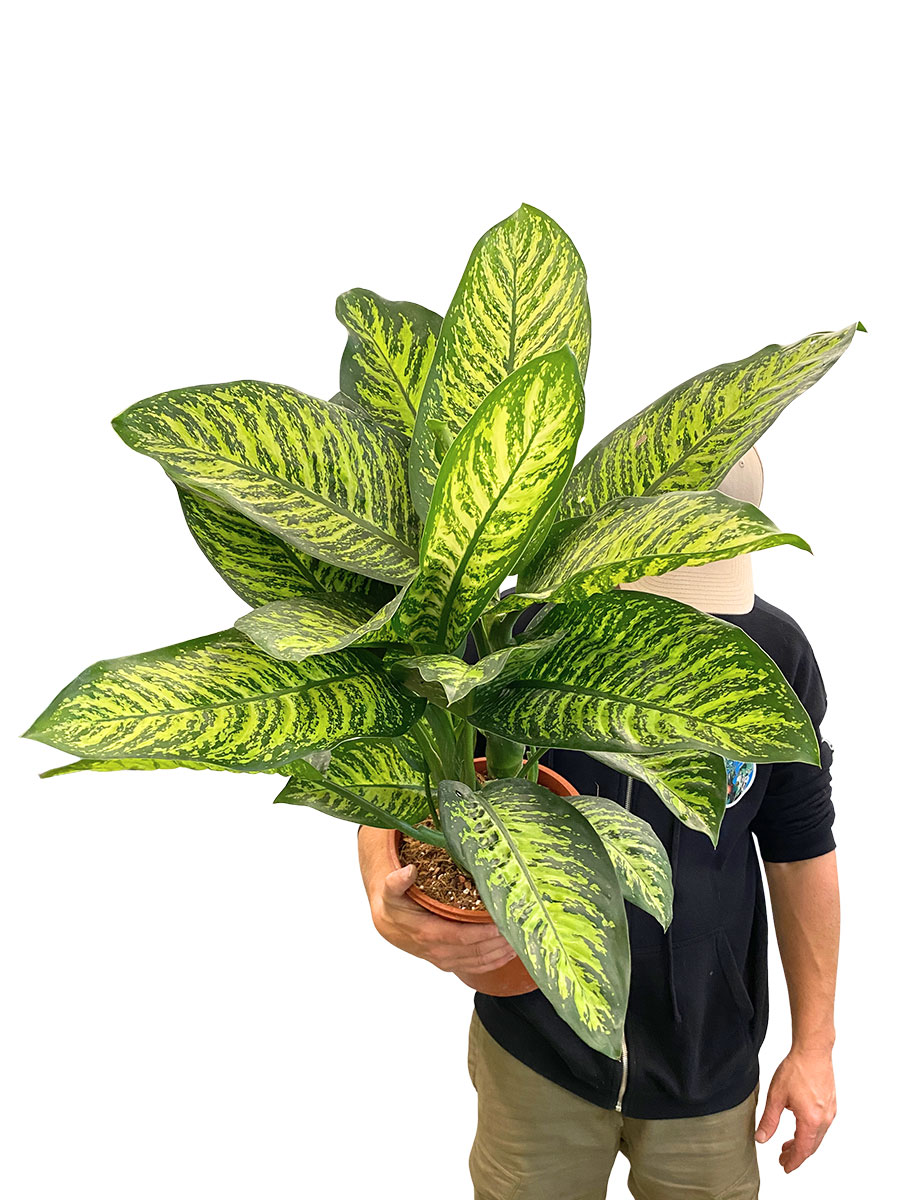 Dieffenbachia Tropical Jewel XL