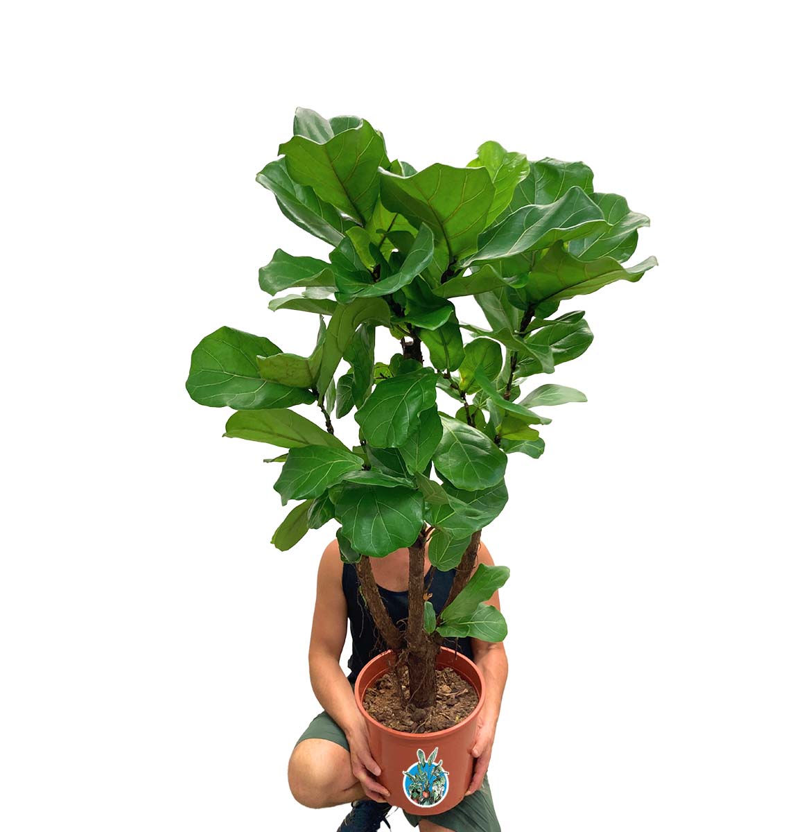 Geigenfeige Ficus lyrata verzweigt 160cm Geigenfeige Ficus lyrata verzweigt 160cm