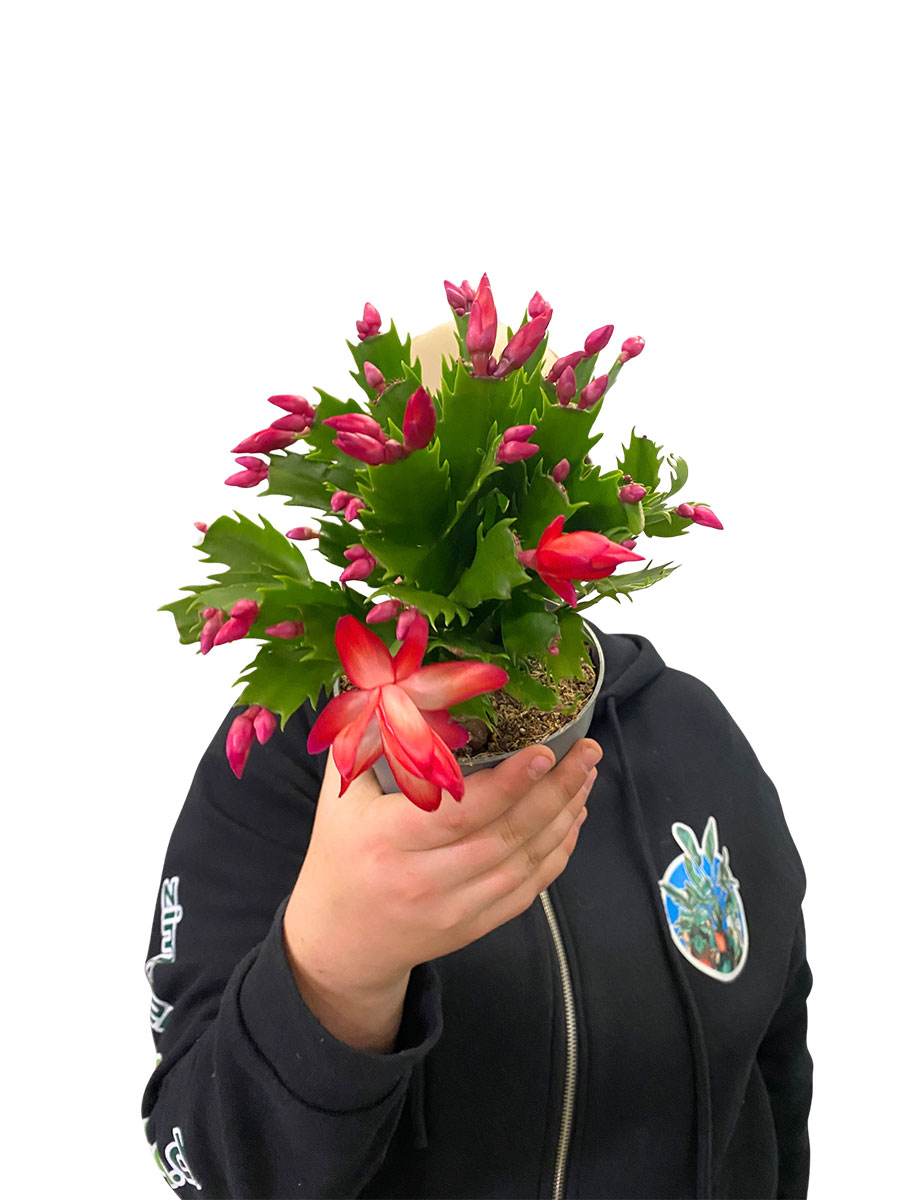Schlumbergera Truncata Flame Red